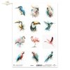 zimorodek, kakadu, tukan, koliber, akwarela, flaming, papuga, turako*kingfisher, cockatoo, toucan, hummingbird, watercolor, flamingo, parrot, turaco